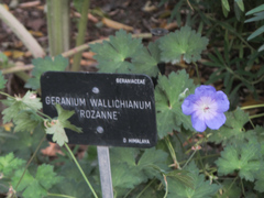 Geranium wallichianum