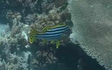 Plectorhinchus vittatus
