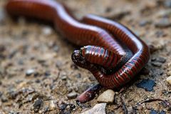 Pachyiulus hungaricus