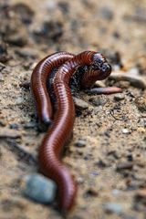 Pachyiulus hungaricus