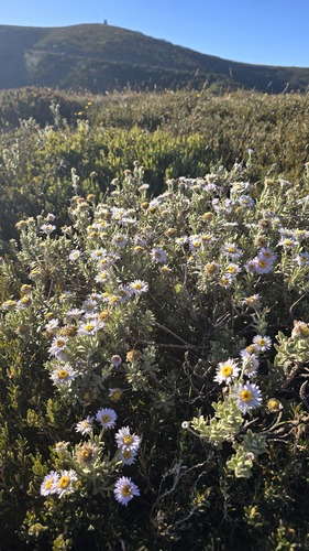 Olearia frostii