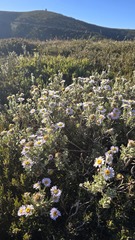 Olearia frostii