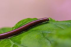 Pachyiulus hungaricus