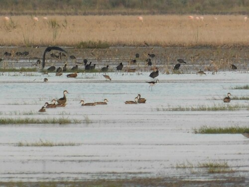 White-cheeked Pintail (Anas bahamensis), photo 6