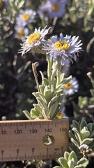 (c) Petra Holland, some rights reserved (CC BY) Olearia frostii, photograph (c) Petra Holland, some rights reserved (CC BY)