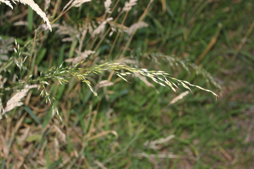 Arrhenatherum elatius, photograph 5