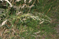 Arrhenatherum elatius, photograph Joe Dillon, CC BY, iNaturalist via GBIF