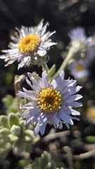 (c) Petra Holland, some rights reserved (CC BY) Olearia frostii, photograph (c) Petra Holland, some rights reserved (CC BY)