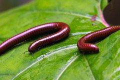 Pachyiulus hungaricus