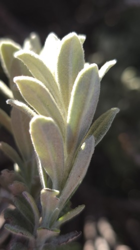 Olearia frostii, photograph 5