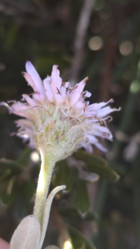 Olearia frostii, photograph 4