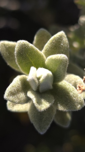 Olearia frostii, photograph 6