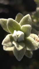 Olearia frostii, photograph (c) Petra Holland, some rights reserved (CC BY)