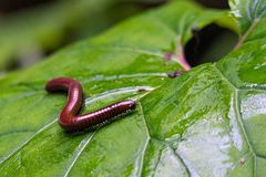 Pachyiulus hungaricus