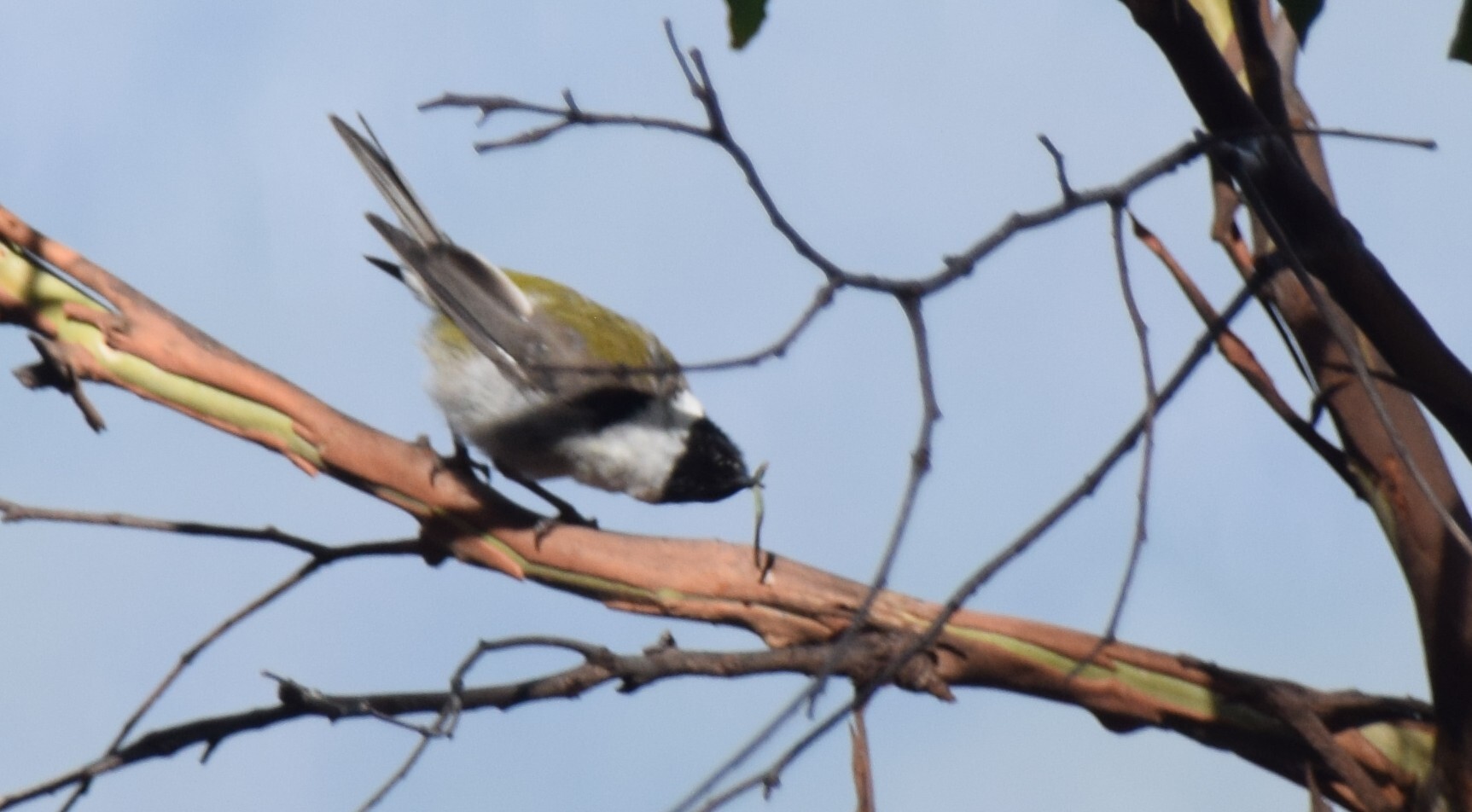 Black-headed Honeyeater (Melithreptus affinis), photo 4