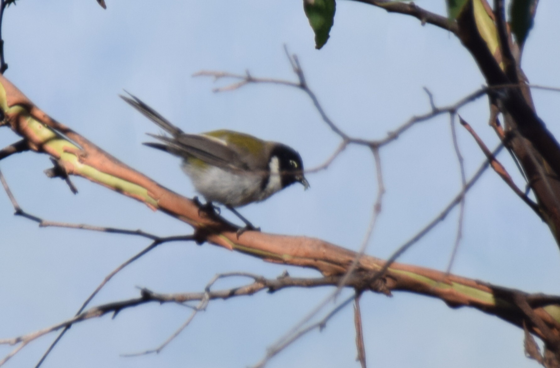 Black-headed Honeyeater (Melithreptus affinis), photo 3