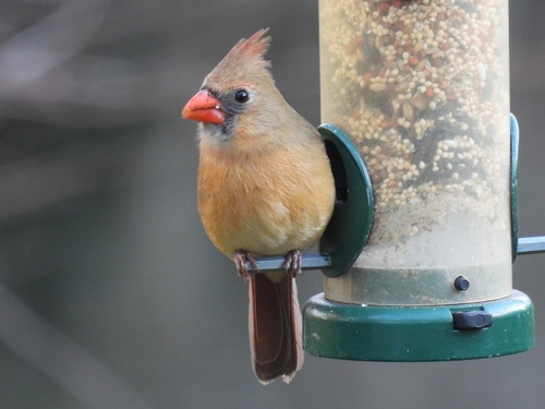 Northern Cardinal