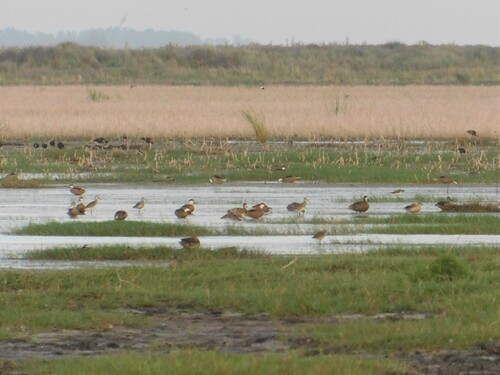 White-cheeked Pintail (Anas bahamensis), photo 7