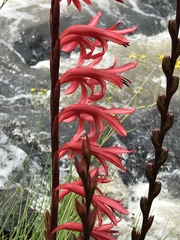 Watsonia latifolia