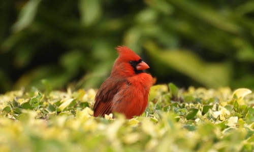 Northern Cardinal