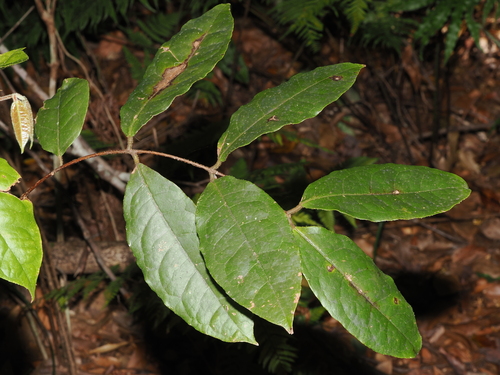 Anchor vine (Palmeria racemosa)