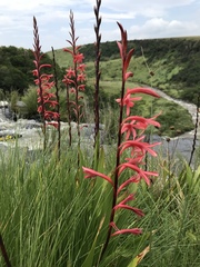 Watsonia latifolia