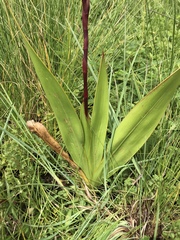 Watsonia latifolia