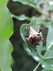 Verrucosa meridionalis