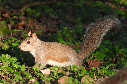 Eastern Gray Squirrel