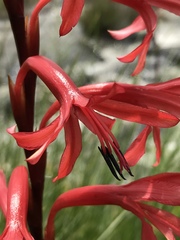Watsonia latifolia