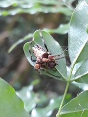 Verrucosa meridionalis