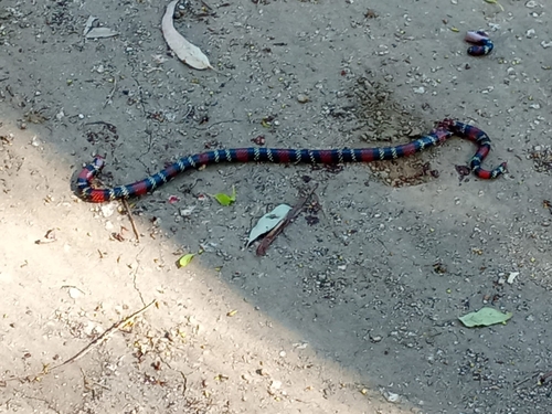 Uruguayan Coralsnake