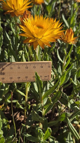 Xerochrysum subundulatum, photograph 4