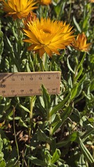 (c) Petra Holland, some rights reserved (CC BY) Xerochrysum subundulatum, photograph (c) Petra Holland, some rights reserved (CC BY)
