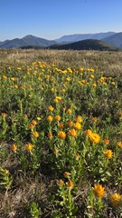 (c) Petra Holland, some rights reserved (CC BY) Xerochrysum subundulatum, photograph (c) Petra Holland, some rights reserved (CC BY)