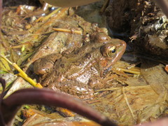 Pelophylax saharicus