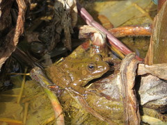 Pelophylax saharicus