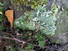 Cladonia