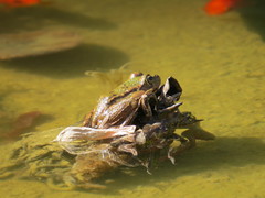 Pelophylax saharicus