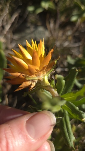 Xerochrysum subundulatum, photograph 6