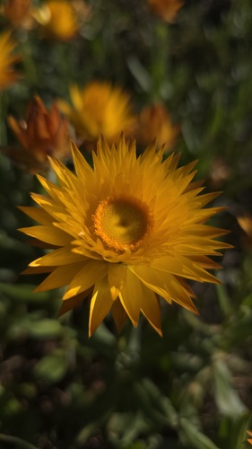 Xerochrysum subundulatum, photograph 5