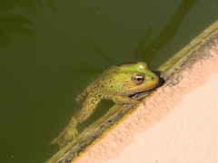 Pelophylax saharicus