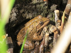 Pelophylax saharicus