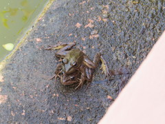 Pelophylax saharicus