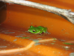 Zhangixalus prasinatus