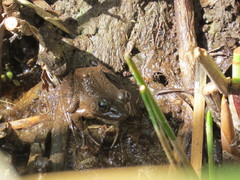 Pelophylax saharicus