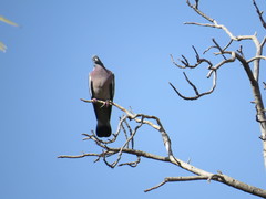 Columba palumbus