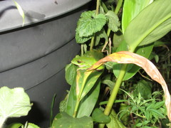 Zhangixalus prasinatus