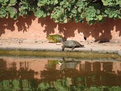 Pelophylax saharicus