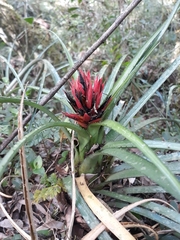 Aechmea recurvata